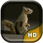 3D Squirrel Live Wallpaper أيقونة