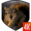 Squirrel 3D LWP