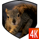 Squirrel 3D LWP-APK