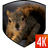 Squirrel 3D LWP APK
