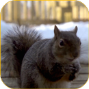 Squirrel 3D Video Wallpaper APK