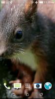 Squirrel Video Wallpaper Affiche