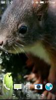 Eichhörnchen Video Wallpaper Screenshot 1