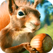 Squirrel with Acorn Live Wallp