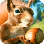 Squirrel with Acorn Live Wallp