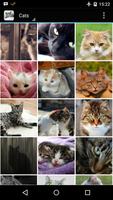 Wallpaper gambar kucing poster