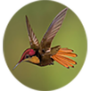 Name of Animals and Birds APK