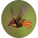 Name of Animals and Birds APK