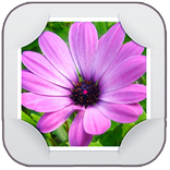 AiGallery (Gallery Photo edit)