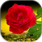 Rose Live Wallpaper آئیکن