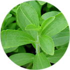 Stevia ☘ icône