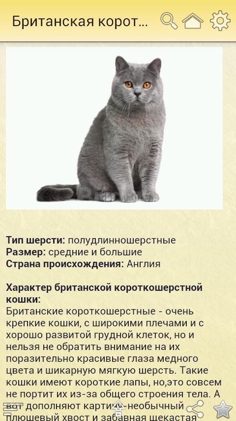 Включи кота описание