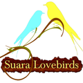 Suara Lovebirds Ringtones