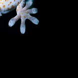 Suara Tokek Ringtones