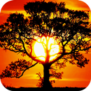 Sun and Tree Live Wallpaper APK