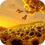 Video Wallpapers: Sunflowers H