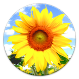 How To Be Happy Quotes