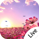 Sunset And Flower Field Live Wallpaper APK