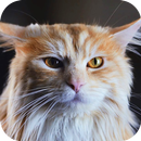 Super Cat-Dog Live Wallpaper-APK