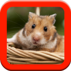 Hamster Care Guide आइकन