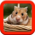 Hamster Care Guide أيقونة