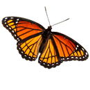 Butterfly Photo Puzzle APK