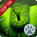 Справочник о животных-APK