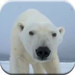 Polar Bear live wallpaper