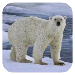 Descargar APK de Polar bear HD. Video Wallpaper