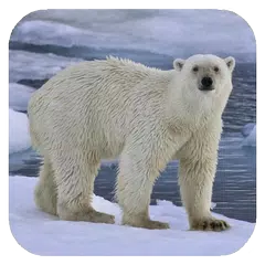 Polar bear HD. Video Wallpaper Icon