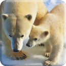 Polar Bears Live Video Wallpaper APK