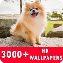 Pomeranian Live Wallpapers HD APK