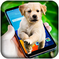 Dog On Screen - Funny Joke