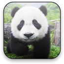 Panda Free Video Wallpaper aplikacja
