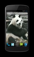 Panda Free Video Wallpaper penulis hantaran