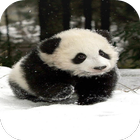 Panda Wallpaper HD icône
