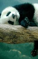 Panda Wallpaper HD capture d'écran 2