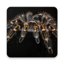 Spider on screen - show spider in home screen ! APK
