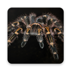 Spider on screen - show spider in home screen ! icône
