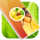 Insects Clock Live Wallpaper APK
