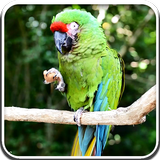 Parrot Live Wallpaper icône