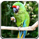 Icona Parrot Live Wallpaper