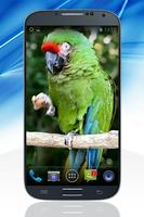 Parrot Live Wallpaper capture d'écran 2