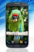 Parrot Live Wallpaper capture d'écran 3