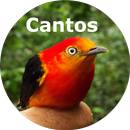 Pássaros APK