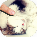 Pat the sweet Cat Pet Simulator APK
