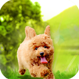 Puppy Adventure Run : Pet Run