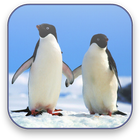 آیکون‌ Penguins Free Video Wallpaper