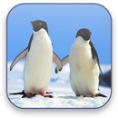 Penguins Free Video Wallpaper aplikacja