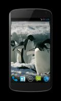 پوستر Penguins Free Video Wallpaper